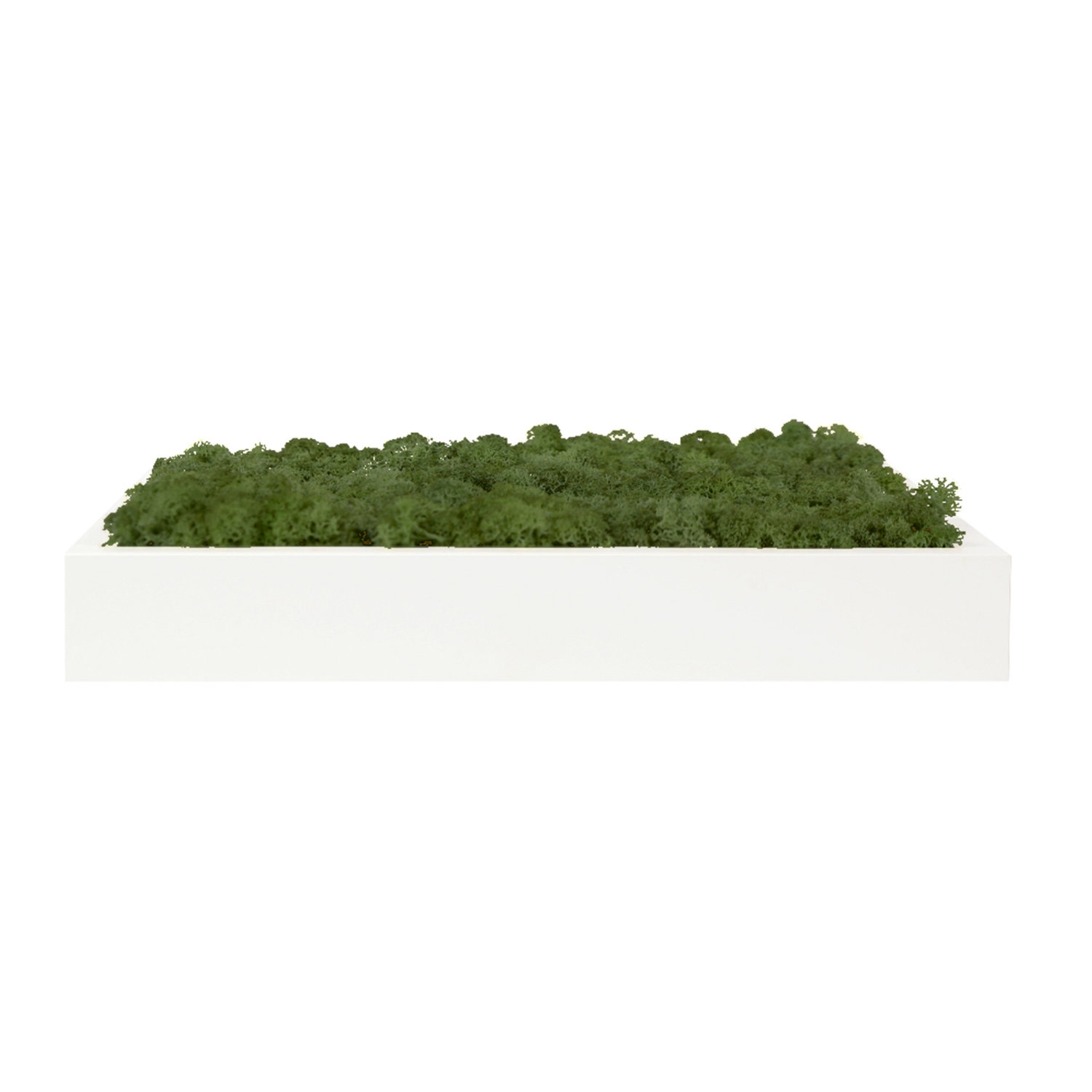 스칸디아모스액자 프라모 프레임_화이트 ( 25색상 )실내 공기정화식물 벽면인테리어소품 천연이끼 스칸디아모스 식물액자 플랜테리어