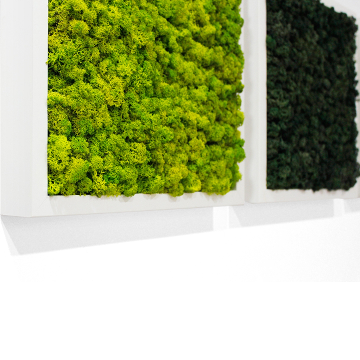 스칸디아모스액자 프라모 프레임_화이트 ( 25색상 )실내 공기정화식물 벽면인테리어소품 천연이끼 스칸디아모스 식물액자 플랜테리어