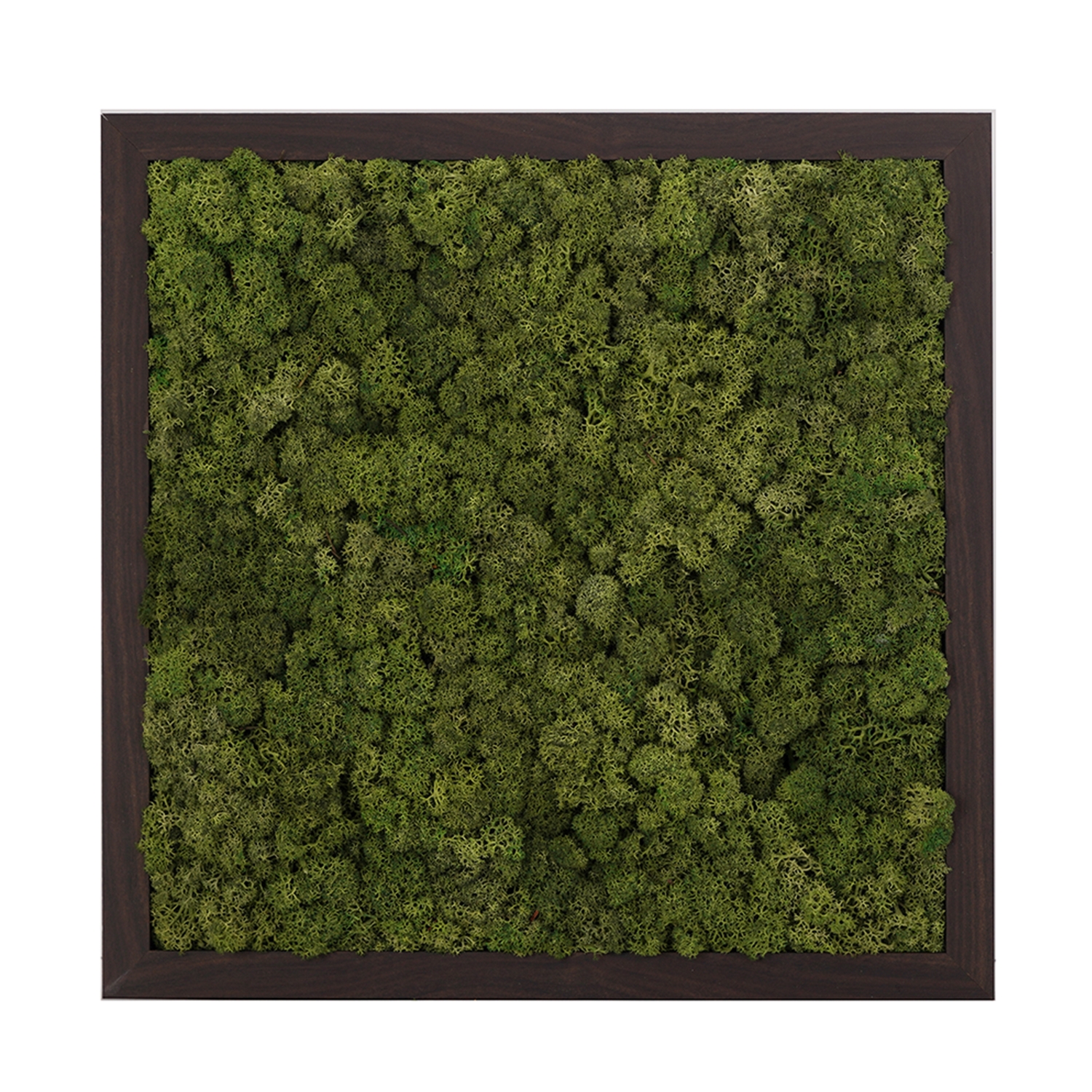 스칸디아모스액자 프라모 프레임_월넛 ( 25색상 )실내 공기정화식물 벽면인테리어소품 천연이끼 스칸디아모스 식물액자 플랜테리어