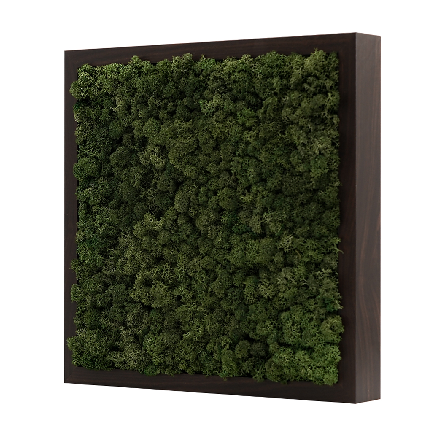 스칸디아모스액자 프라모 프레임_월넛 ( 25색상 )실내 공기정화식물 벽면인테리어소품 천연이끼 스칸디아모스 식물액자 플랜테리어
